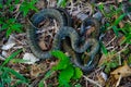 Japanese rat snake Royalty Free Stock Photo