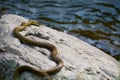 Japanese Rat Snake Bathing in the Sun-Elaphe climacophora Royalty Free Stock Photo