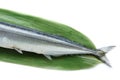 Japanese raw saury fish isolated 3 Royalty Free Stock Photo