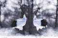 Two Japanese Red Crown Cranes in Winter at Tsurui Ito Tancho Crane Sanctuary , Kushiro, Japan