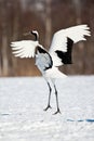 Japanese Red-Crowned Crane