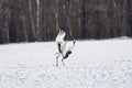 Japanese Red-Crowned Crane Royalty Free Stock Photo