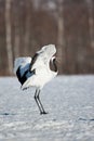 Japanese Red-Crowned Crane Royalty Free Stock Photo