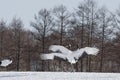 Japanese or Red-Crowned Crane Courtship Dance