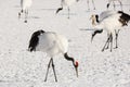 Japanese Red-Crowned Crane Foraging