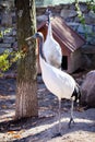 Japanese red-crowned crane or Grus japonensis Royalty Free Stock Photo