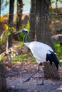 Japanese red-crowned crane or Grus japonensis Royalty Free Stock Photo