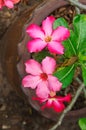 Japanese red frangipani flowers Royalty Free Stock Photo