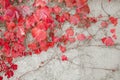 Japanese red ivy leaves on grunge concrete wall. Royalty Free Stock Photo