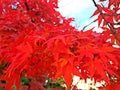 Japanese red leaf