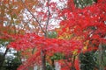Japanese maple autumn leave Tokyo Japan Royalty Free Stock Photo