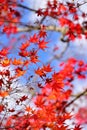 Japanese red maple leaf with blue sky background Royalty Free Stock Photo