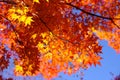 Japanese red maple leaf Momiji branch with blue sky background Royalty Free Stock Photo