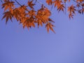 Japanese Red Maple leaves against a blue sky background at Japan,Falling of Autumn Royalty Free Stock Photo