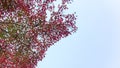 Japanese red maple leaves against the sky, use for background in japan autumn concepts. Bottom view. Royalty Free Stock Photo