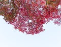 Japanese red maple leaves against the sky, use for background in japan autumn concepts. Bottom view. Royalty Free Stock Photo