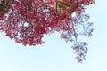 Japanese red maple leaves against the sky, use for background in japan autumn concepts. Bottom view. Royalty Free Stock Photo