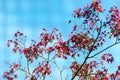 Japanese red maple leaves against the sky, use for background in japan autumn concepts. Close-up. Royalty Free Stock Photo