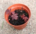 Japanese Red Maple Seedlings in a Pot
