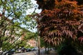 Japanese Red Maple Tree along a Neighborhood Street with Old Brownstone Homes in Jersey City New Jersey Royalty Free Stock Photo