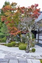 Japanese red maple tree during autumn in garden at Enkoji temple in Kyoto, Japan Royalty Free Stock Photo