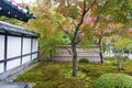 Japanese red maple tree during autumn in garden at Enkoji temple in Kyoto, Japan Royalty Free Stock Photo