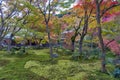 Japanese red maple tree during autumn in garden at Enkoji temple in Kyoto, Japan Royalty Free Stock Photo