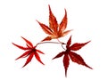 Japanese Red maple tree leaves Royalty Free Stock Photo