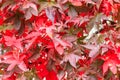 Japanese red maple tree leaves Royalty Free Stock Photo