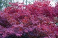 Japanese red maple tree