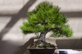 Japanese red pine bonsai Pinus densiflora indoor with the scientific name label on the side