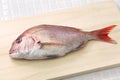 Japanese red sea bream, Tai, Madai snapper Royalty Free Stock Photo