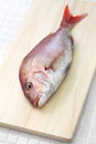 Japanese red sea bream, Tai, Madai snapper Royalty Free Stock Photo