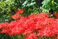 Japanese red spider lily or lycoris radiata flower in the park