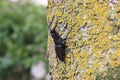 Japanese red stag beetle in Osaka, Japan