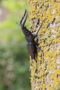 Japanese red stag beetle in Osaka, Japan