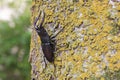 Japanese red stag beetle in Osaka, Japan