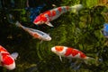 Japanese red and white koi carp fish in a temple pond Royalty Free Stock Photo