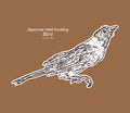 The Japanese reed bunting or ochre-rumped bunting is a species of bird in the family Emberizidae. Hand draw sketch vector Royalty Free Stock Photo