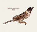 The Japanese reed bunting or ochre-rumped bunting is a species of bird in the family Emberizidae. Hand draw sketch vector Royalty Free Stock Photo