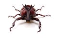 Japanese rhinoceros beetle