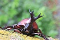 Japanese rhinoceros beetle male in Japan