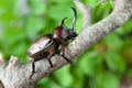 Japanese rhinoceros beetle Trypoxylus dichotomus / Allomyrina dichotomus in Japanese it is called Kabutomushi.