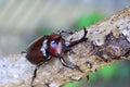 Japanese rhinoceros beetle