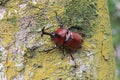 Japanese rhinoceros beetle male in Japan