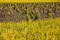 Japanese rice field in autumn harvest Royalty Free Stock Photo