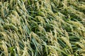 Japanese rice field in autumn Royalty Free Stock Photo