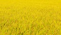 Japanese rice field in fall Royalty Free Stock Photo