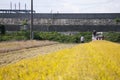 Japanese rice plantation during harvest season in the Niigata prefecture, Japan..