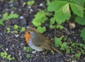 Japanese Robin Royalty Free Stock Photo